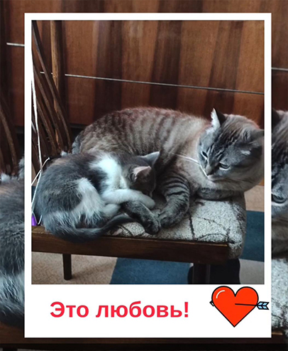 Котёнок Буся